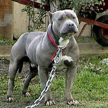 pitbull